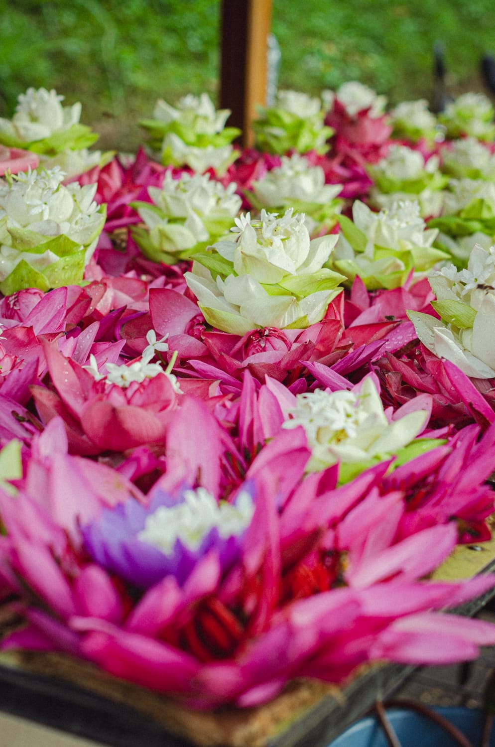 Фото 36 из альбома Sri Lanka 2019