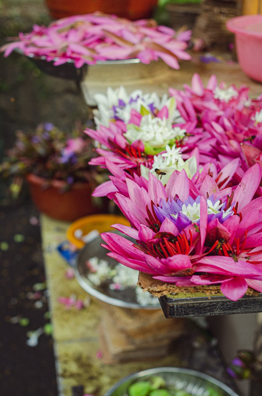 Фото 37 из альбома Sri Lanka 2019