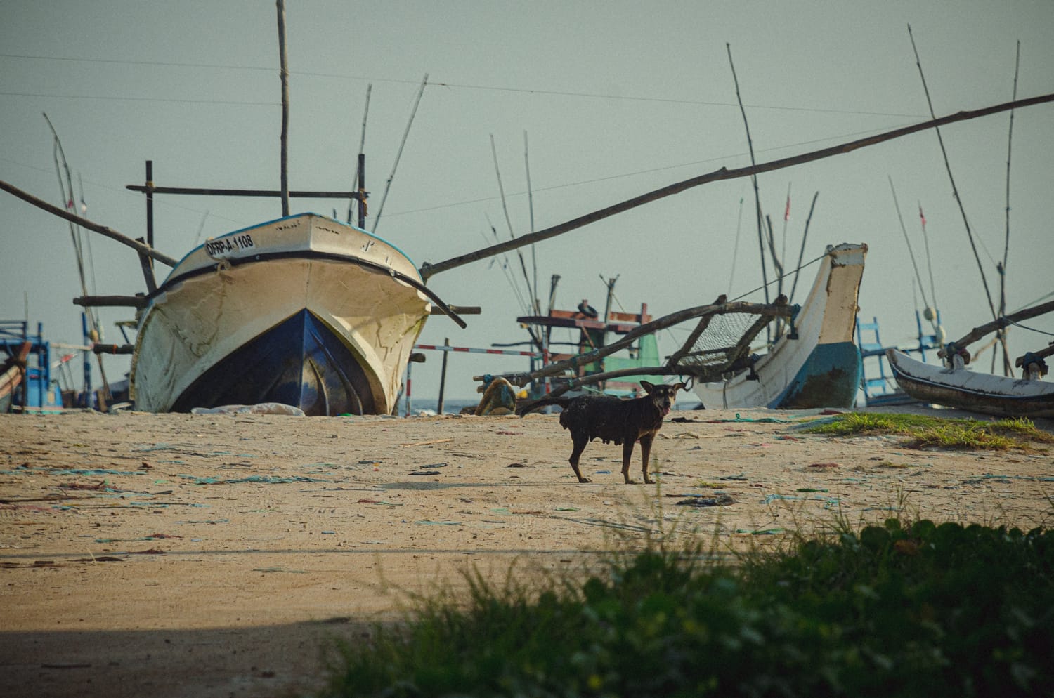 Фото 233 из альбома Sri Lanka 2019