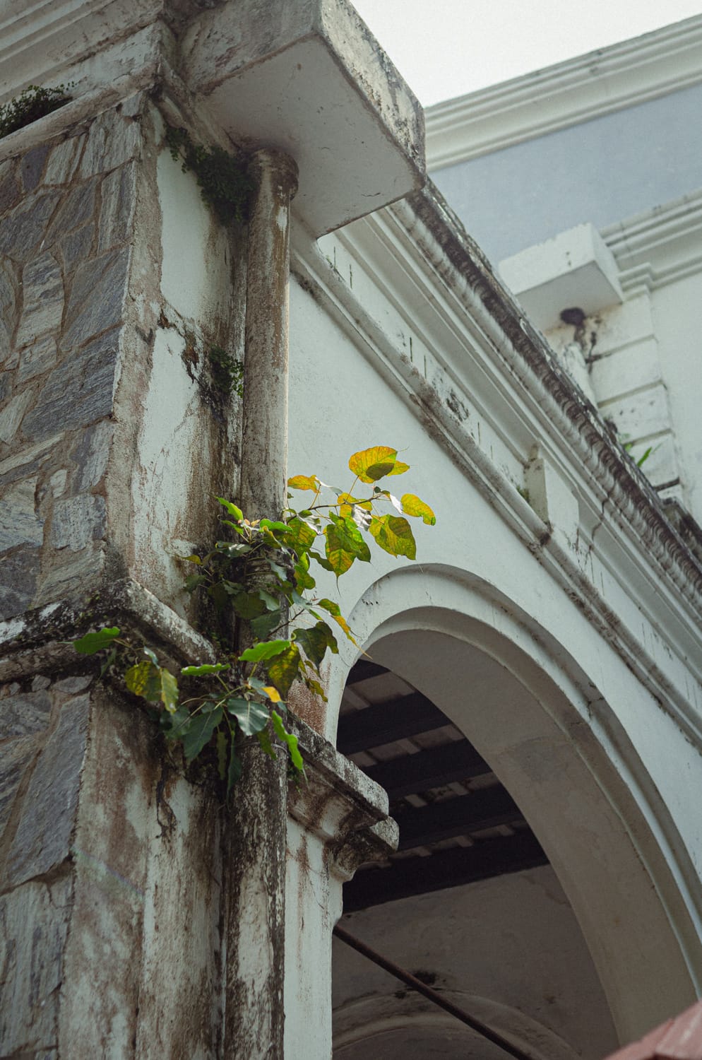 Фото 271 из альбома Sri Lanka 2019