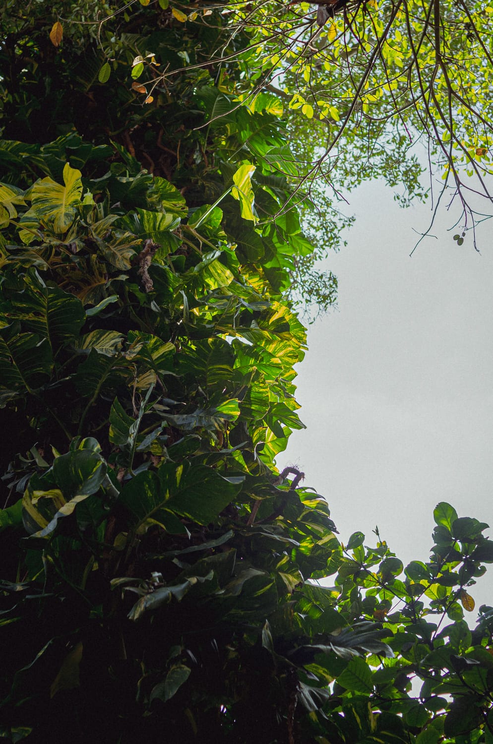 Фото 277 из альбома Sri Lanka 2019