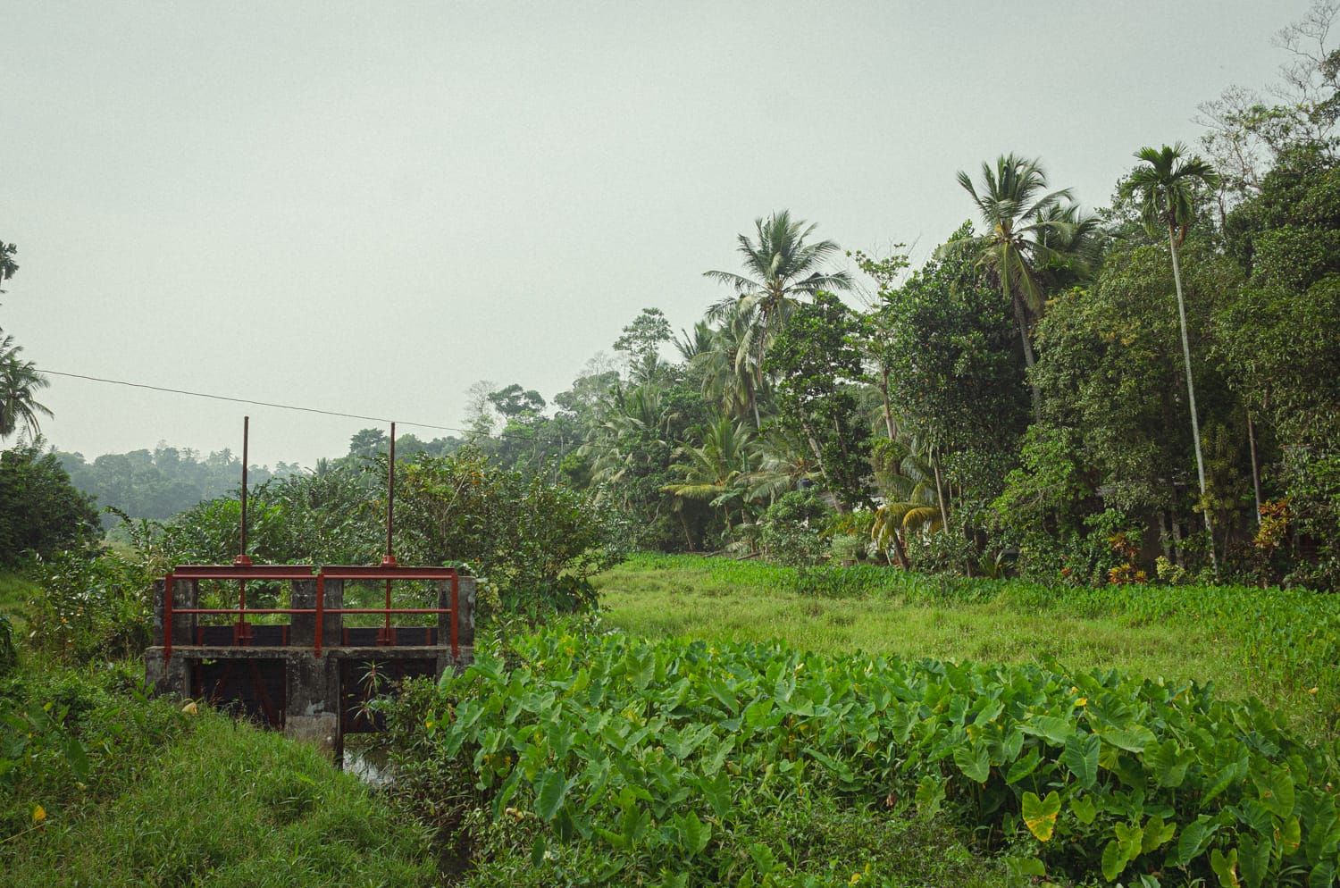 Фото 302 из альбома Sri Lanka 2019