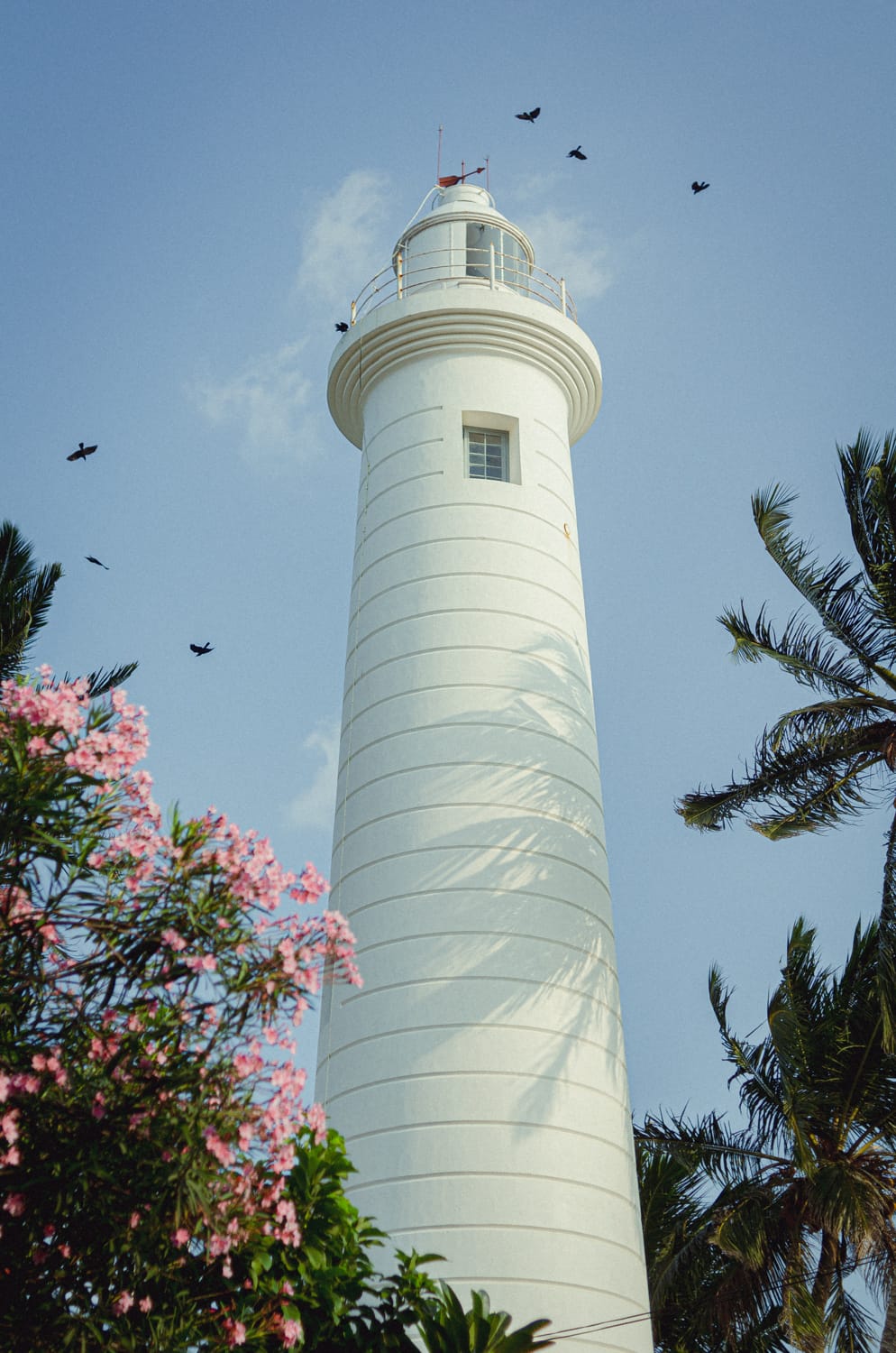 Фото 392 из альбома Sri Lanka 2019
