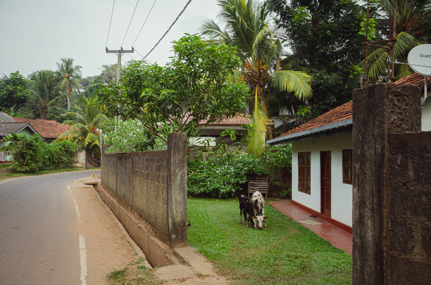 Фото 456 из альбома Sri Lanka 2019