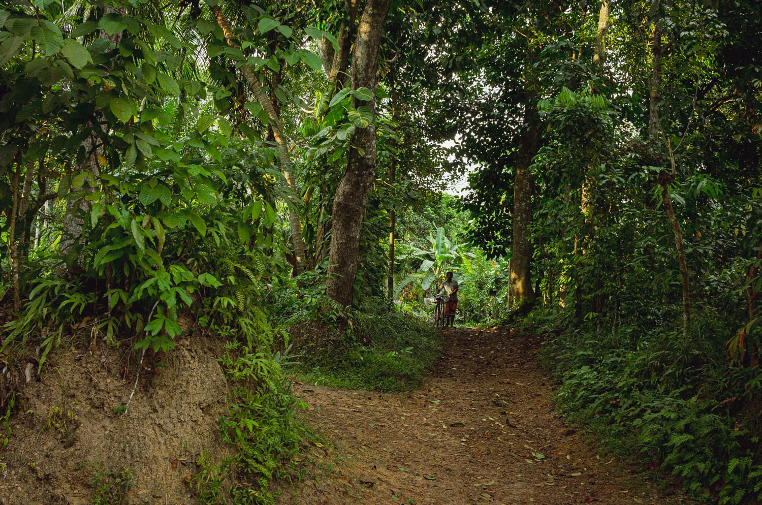 Фото 525 из альбома Sri Lanka 2019