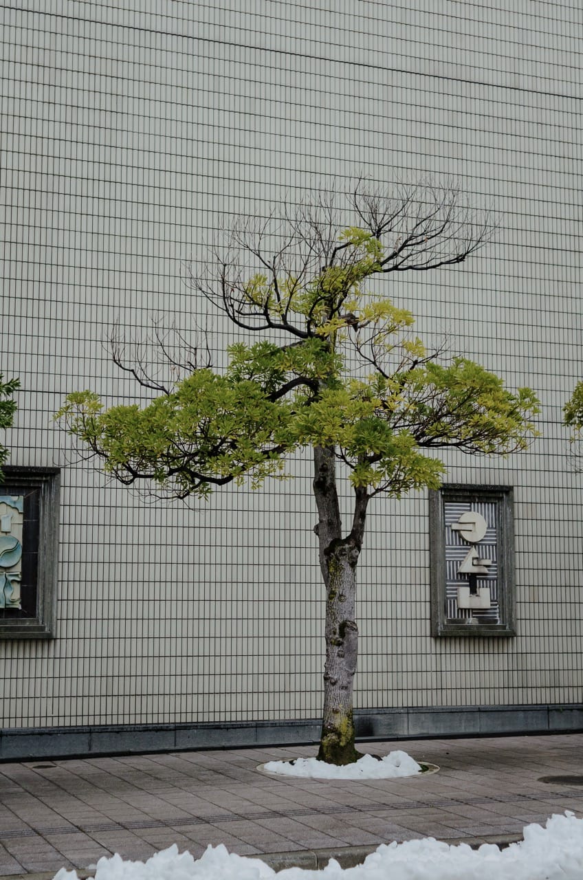 Фото 14 из альбома Kanazawa 2024