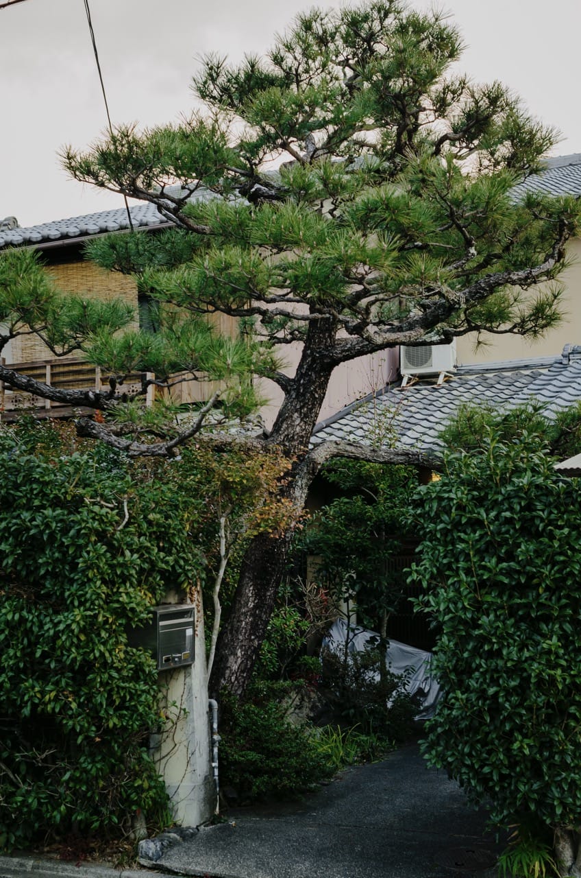 Фото 124 из альбома Kyoto 2024