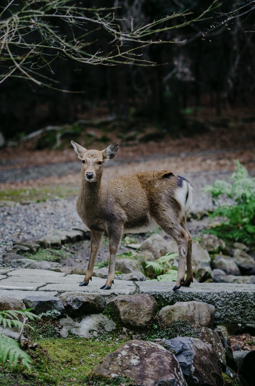 Фото 63 из альбома Nara 2024